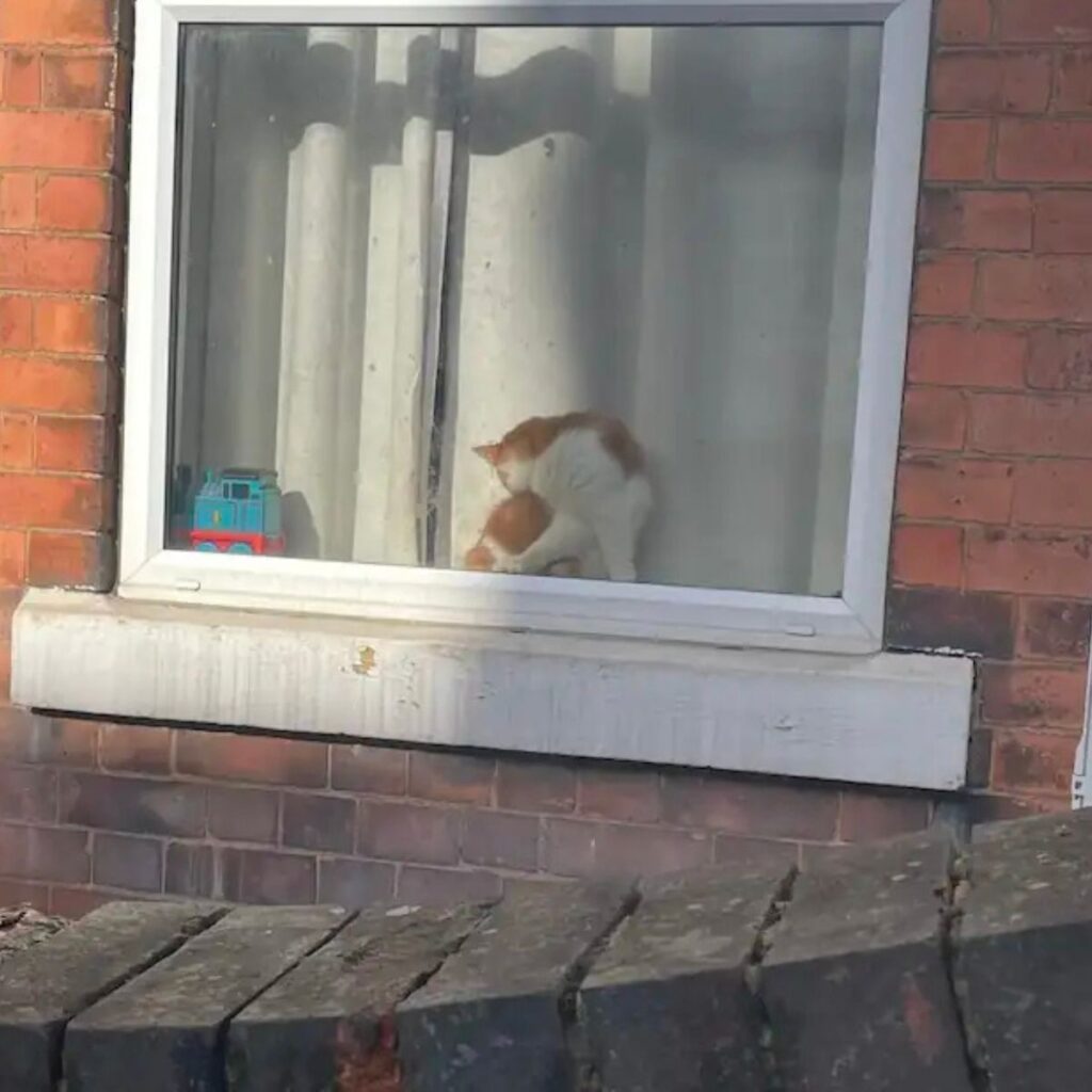 the cat is sitting by the window
