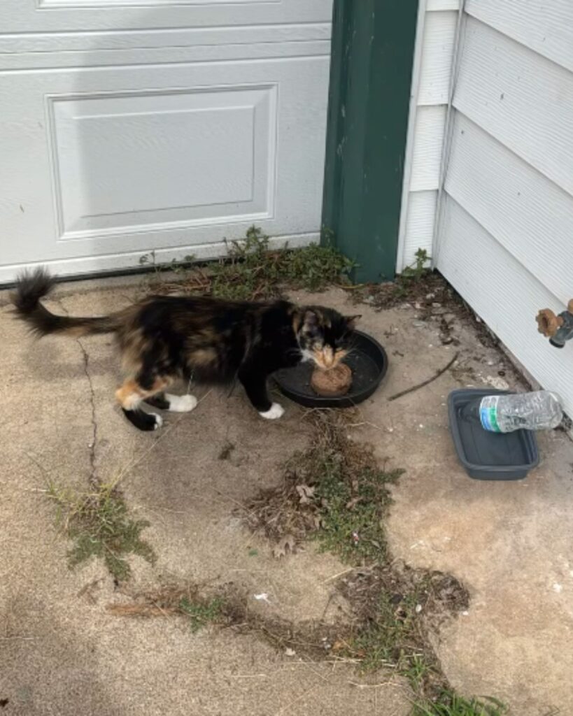 the cat is standing next to the plate with food