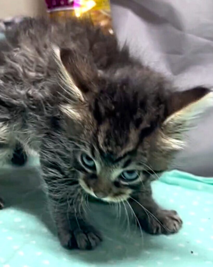 the cat looks under the eye