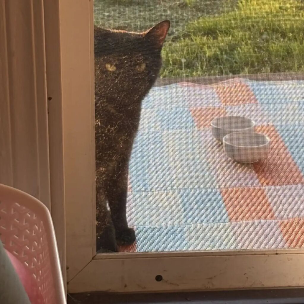 the cat peeks through the balcony door