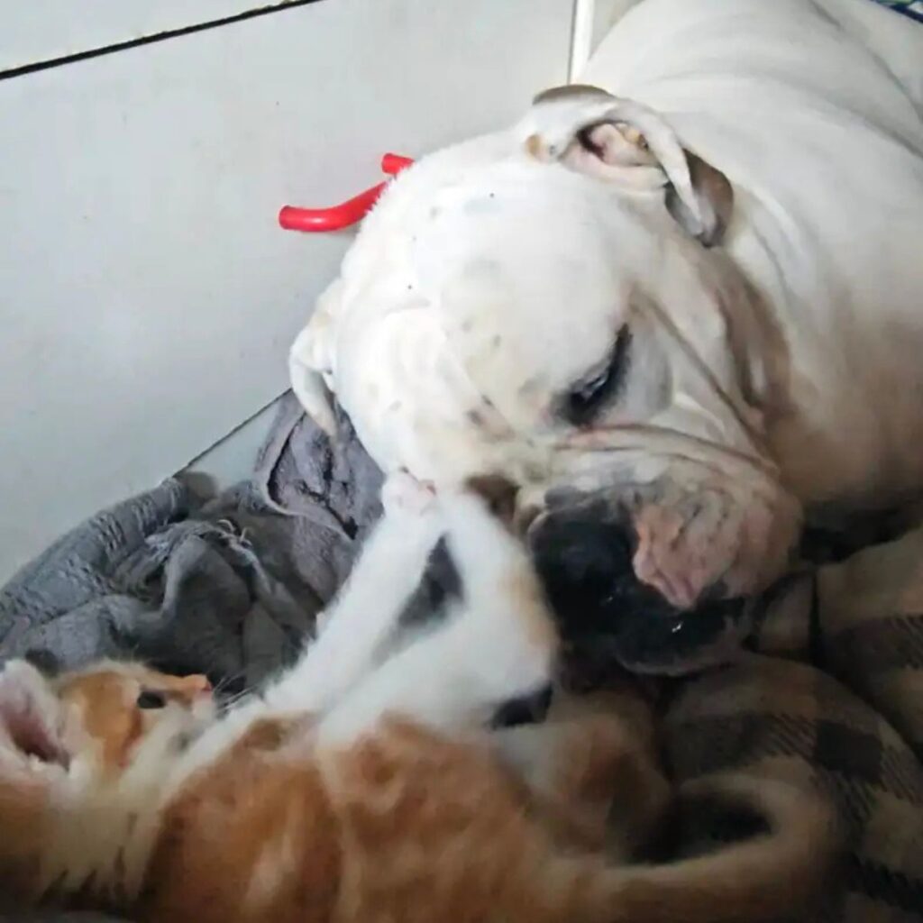 the cat put its paws on the dog
