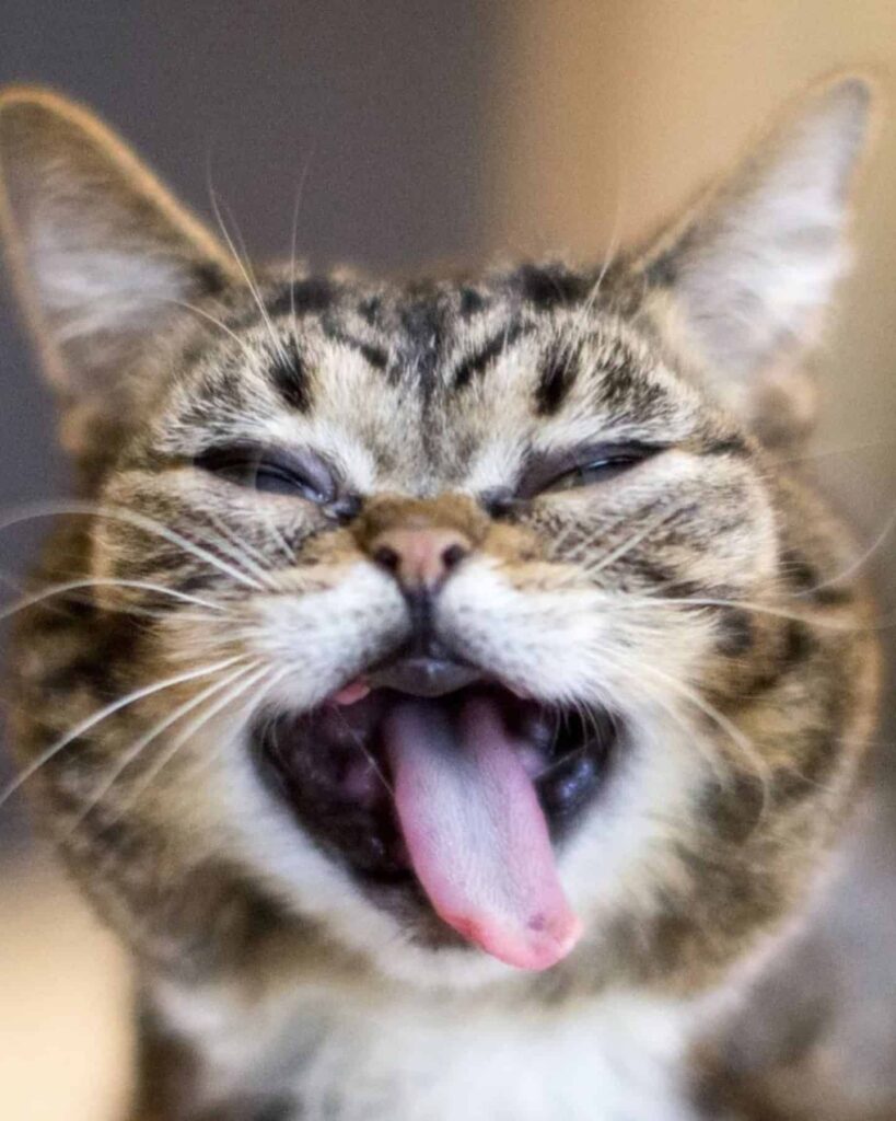 the cat stuck out its tongue