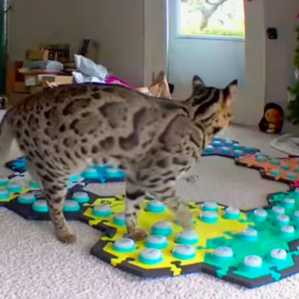 the cat walks on the voice keys