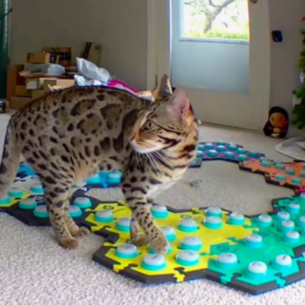 the cat walks on the voice keys and looks around