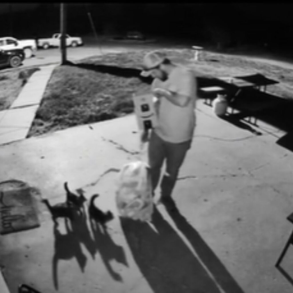 the cats gathered around the man