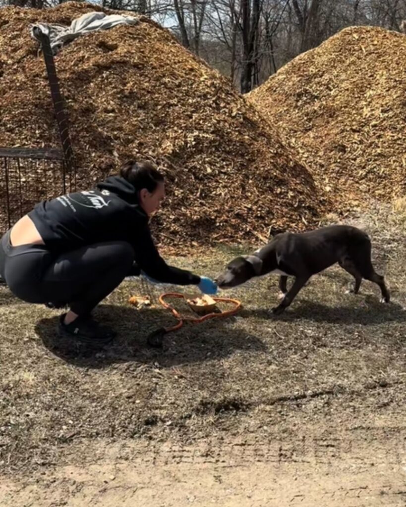 the dog eats from the woman's hand