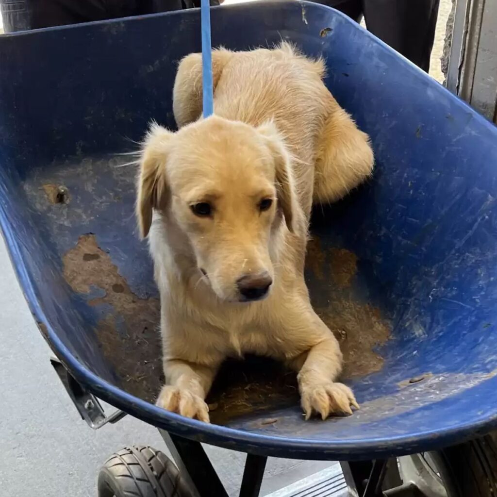 the dog is lying in a blue stroller