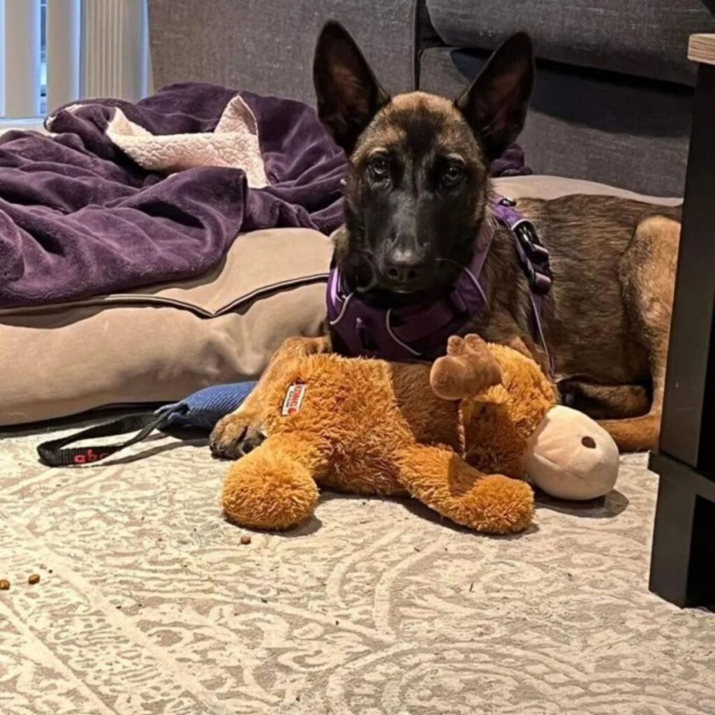 the dog is lying next to the stuffed toy