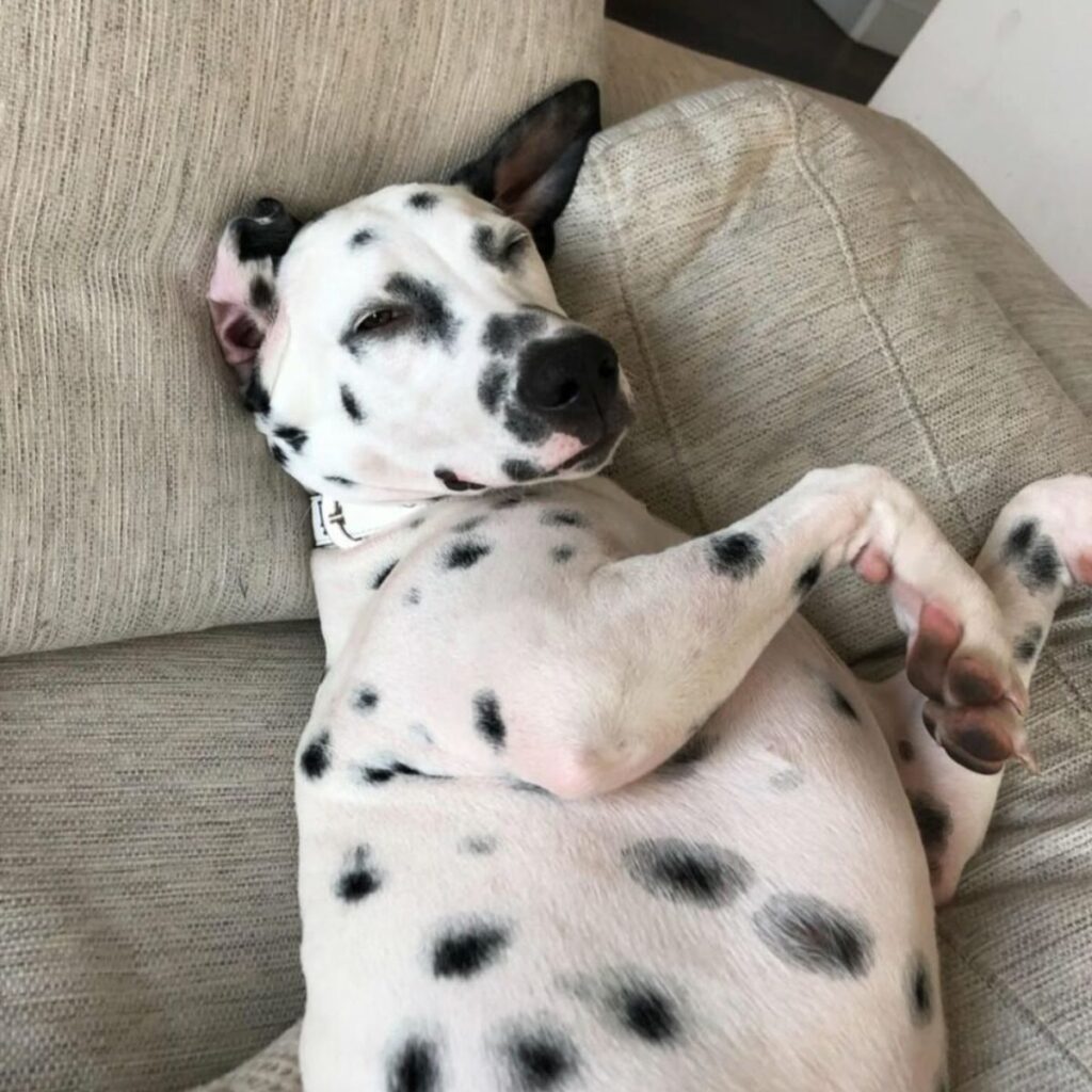 the dog is lying on its back on the couch