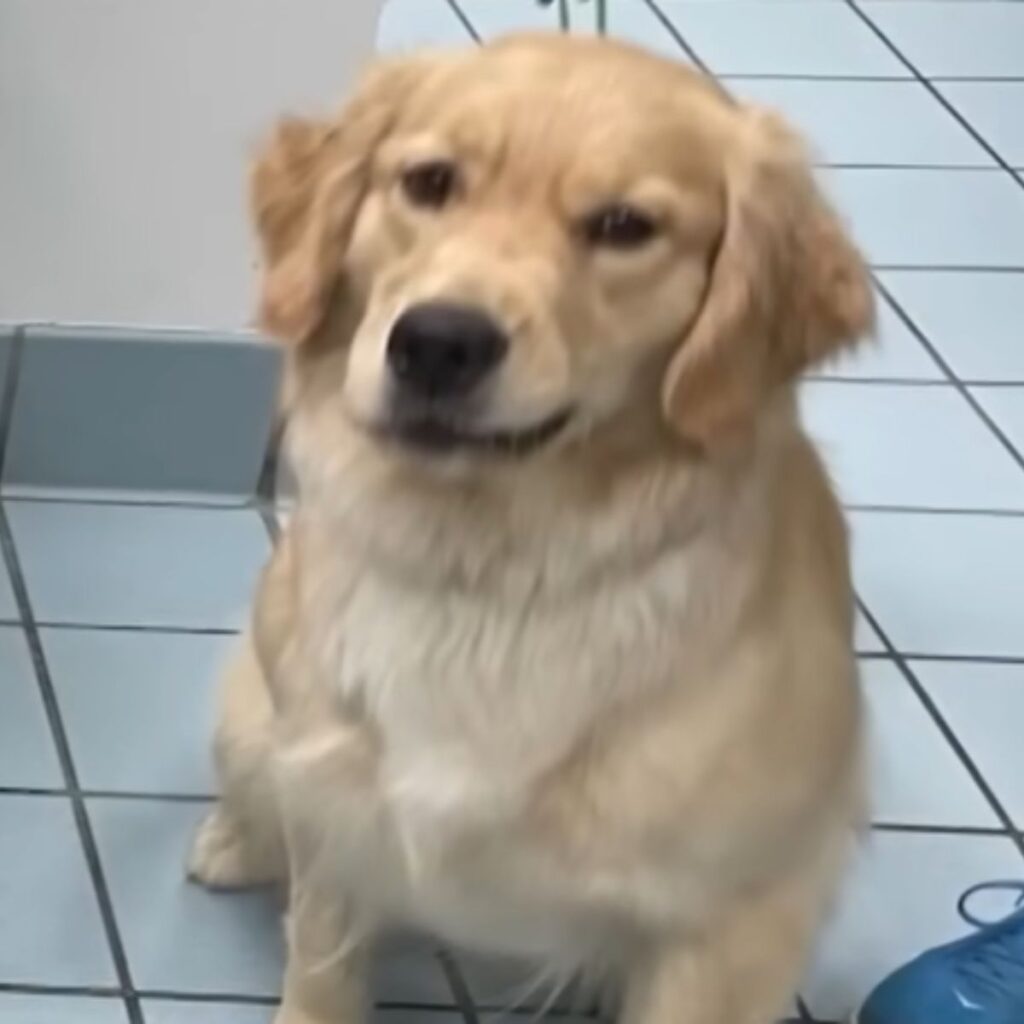 the dog is sitting on the tiles