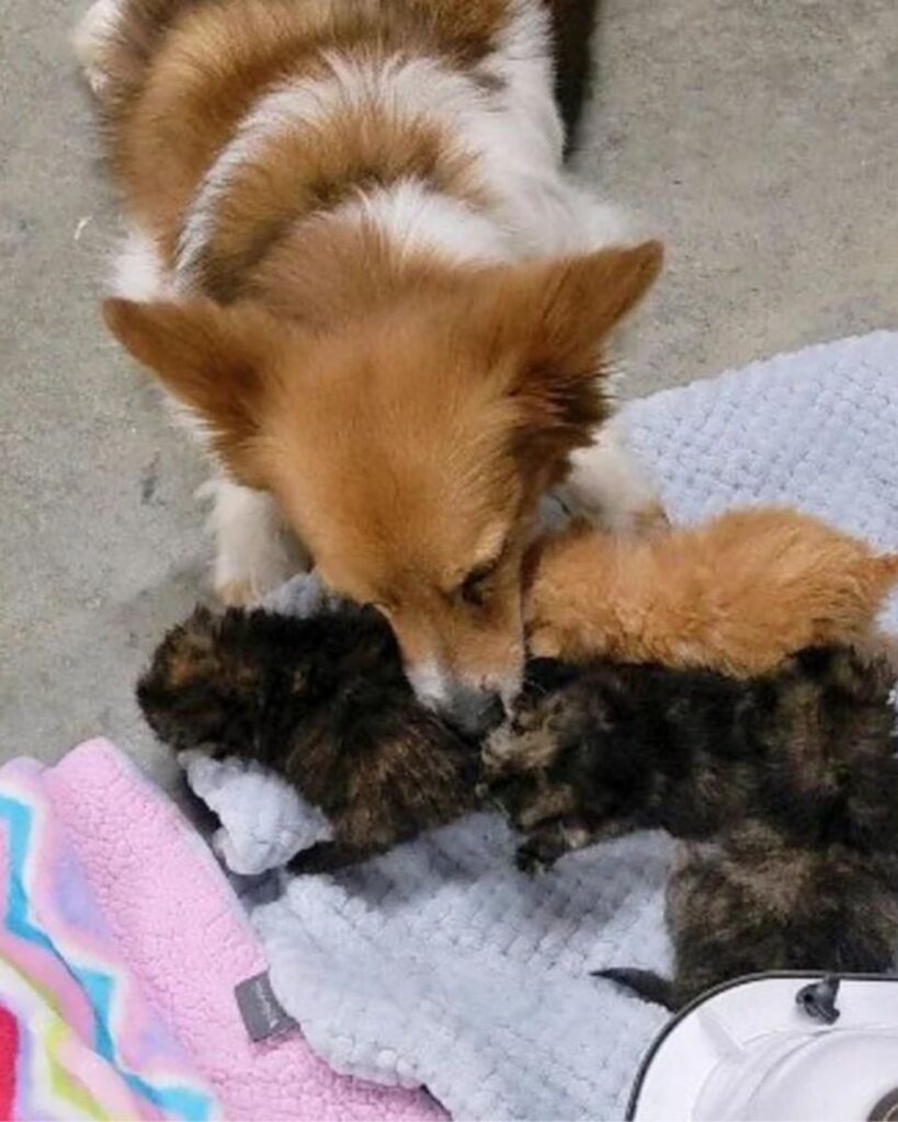 the dog is sniffing the kittens