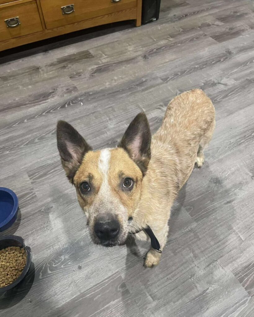 the dog is standing next to the food