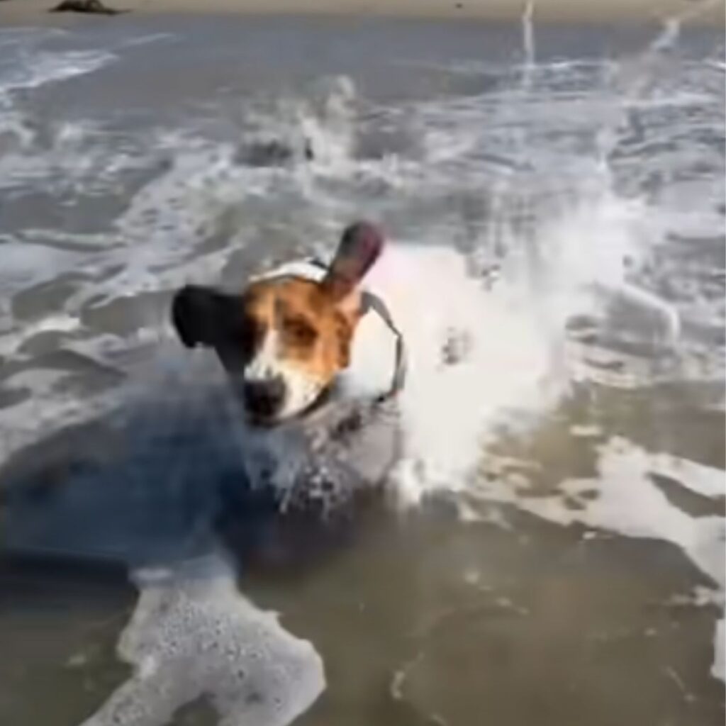 the dog runs in the water