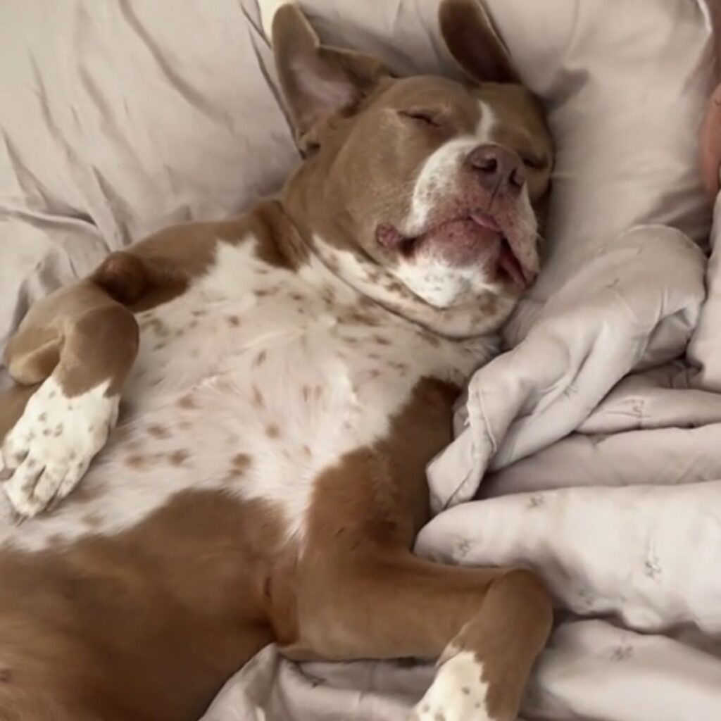 the dog sleeps on the bed on its back