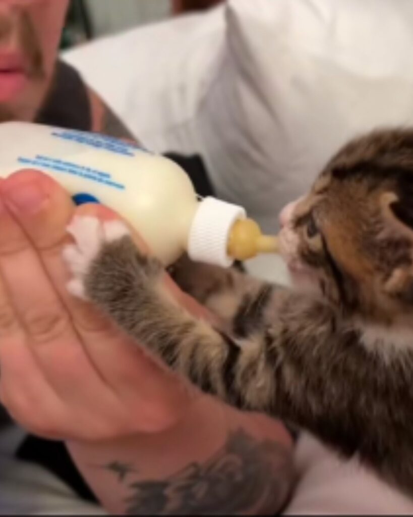 the kitten drinks milk from the bottle
