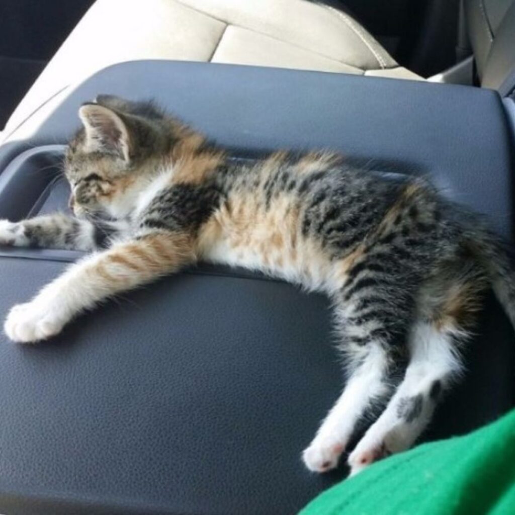 the kitten is lying down