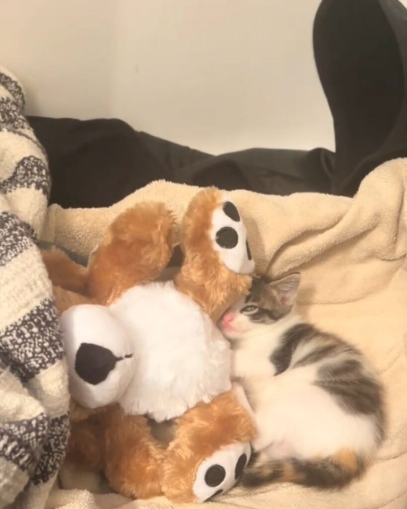 the kitten lies next to the stuffed toy