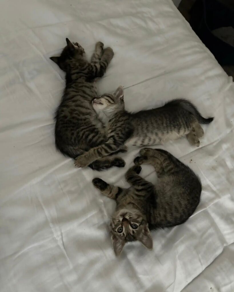 three cats are sleeping on the bed