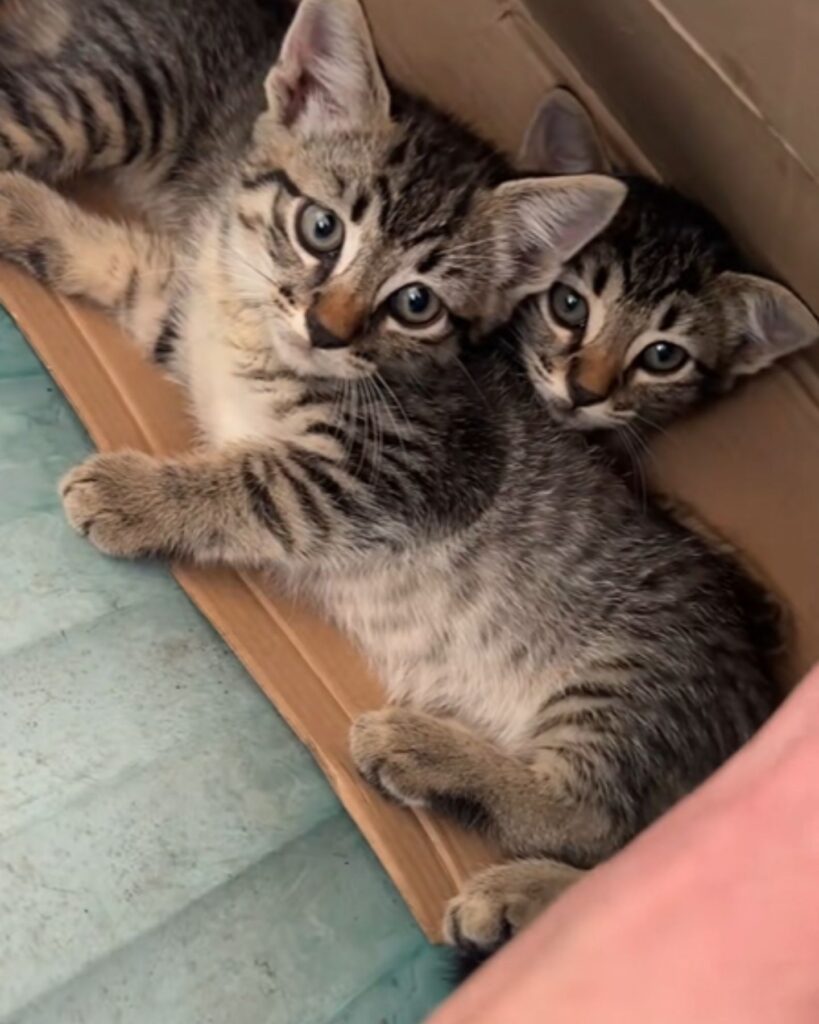 three kittens on a cardboard box