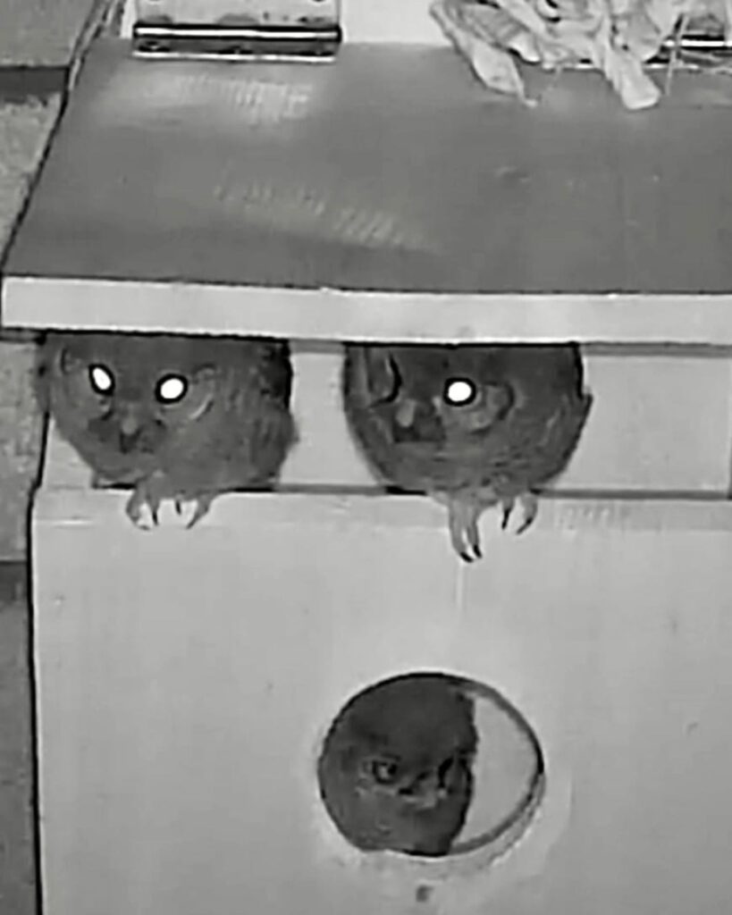 three owls caught on camera