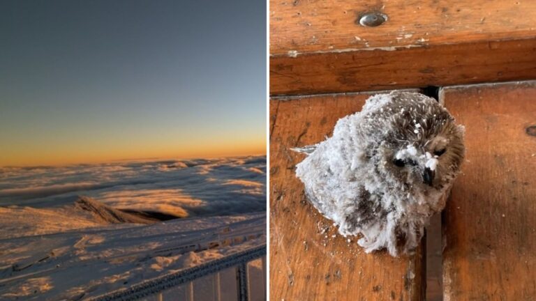 New Hampshire Interns Discover Tiny Creature Trapped In Snow And Spring Into Action