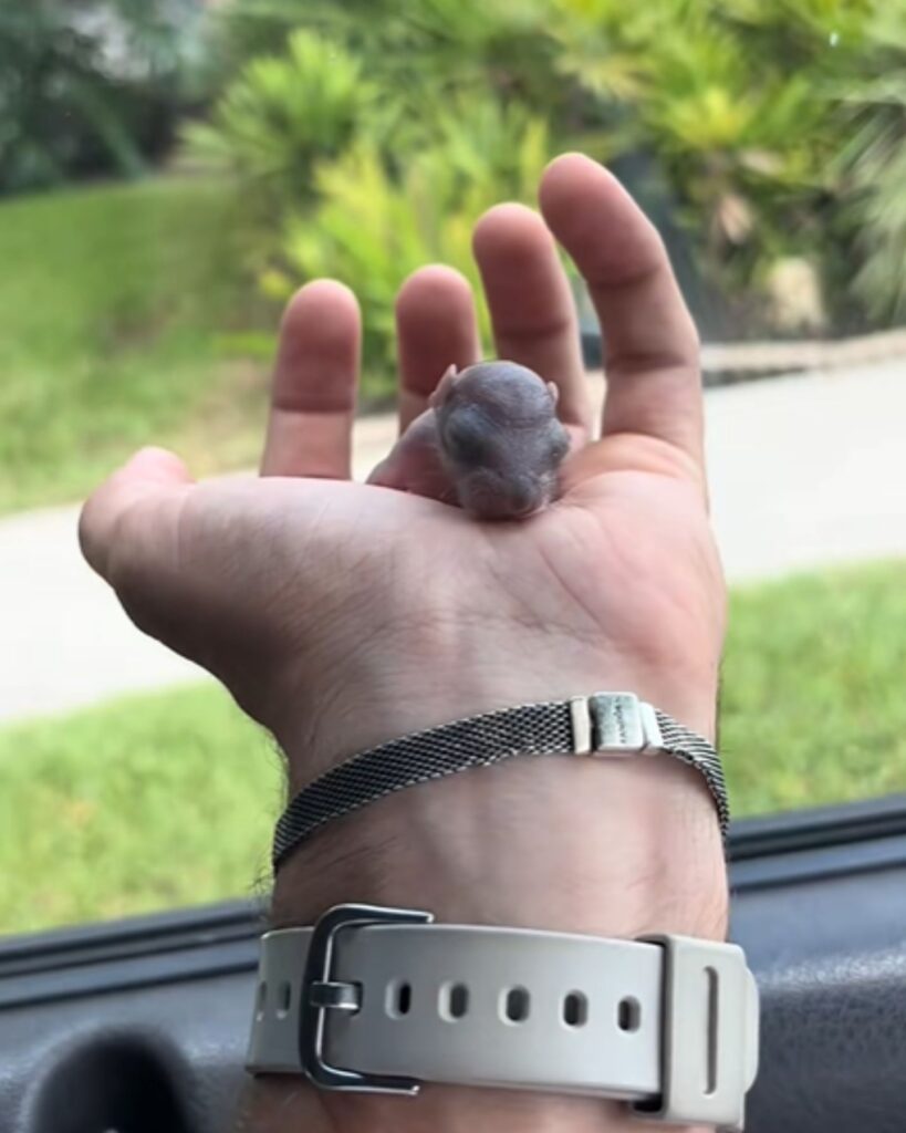 tiny puppy in a man's hand