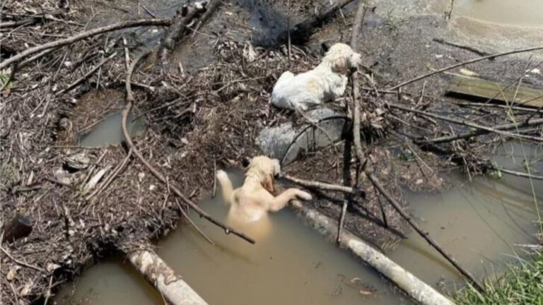 Driver Pulls Over In Shock After Spotting Someone Throwing Puppies Into Water In New York