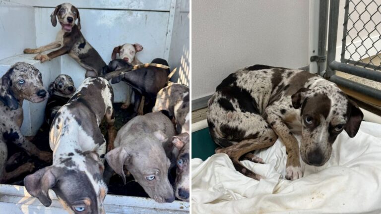 Florida Rescuers Horrified After Finding 20 Leopard Dogs Trapped In Backyard Breeding Nightmare