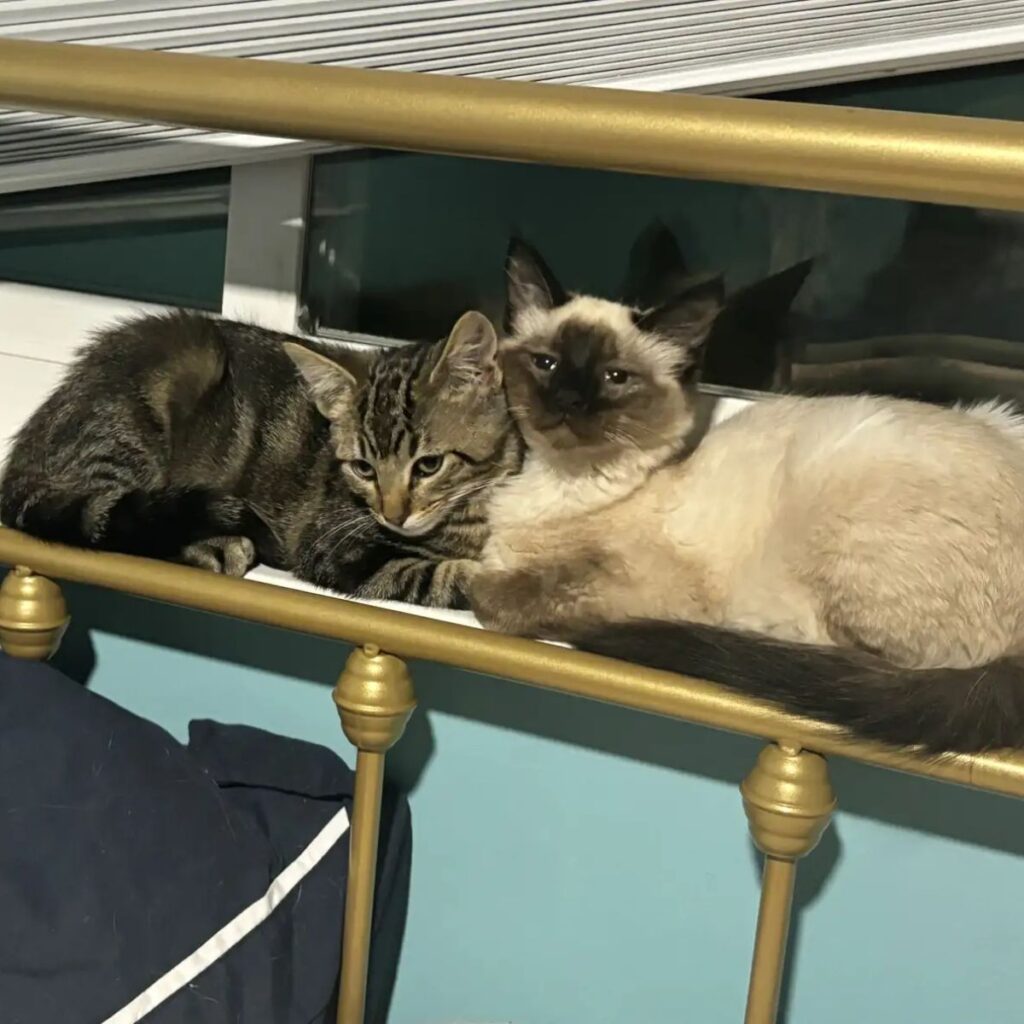 two cats are lying by the window