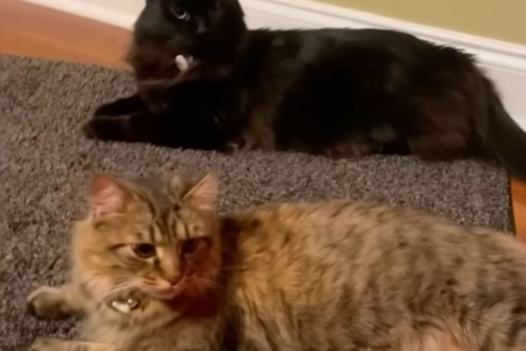 two cats are lying on the carpet