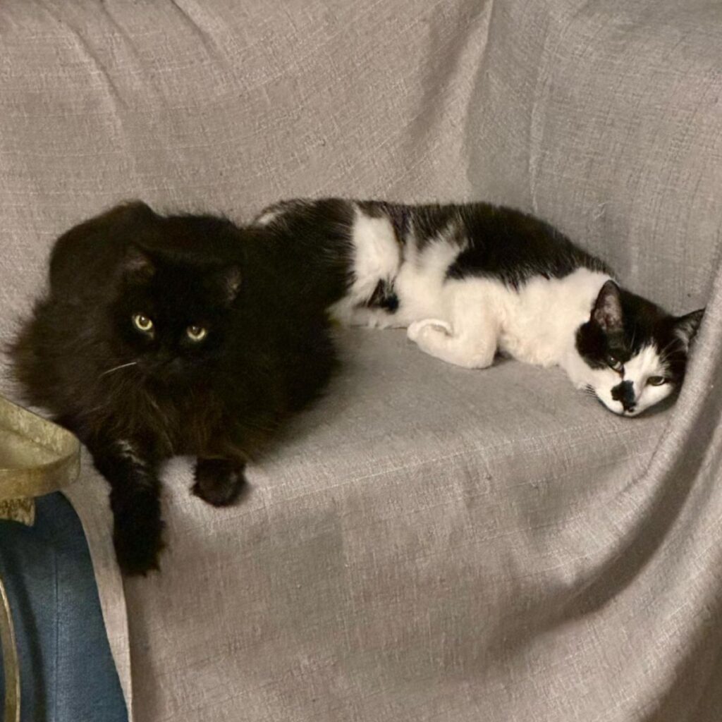 two cats are lying on the couch