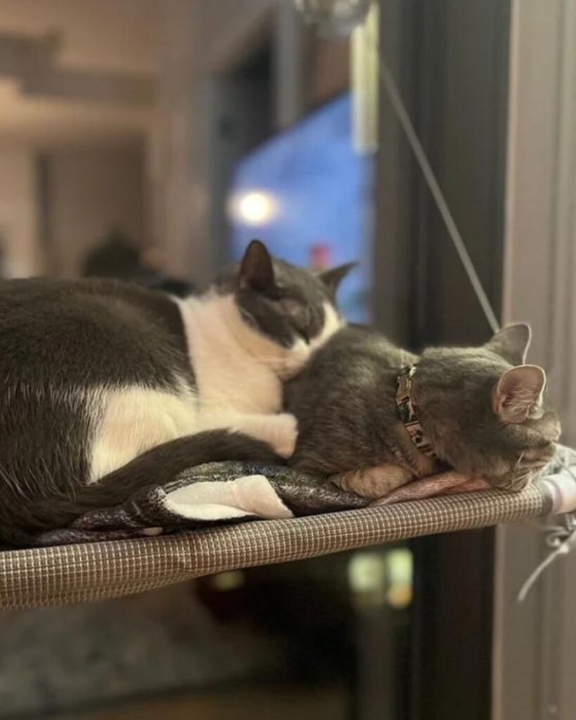 two cats are sleeping on a swing