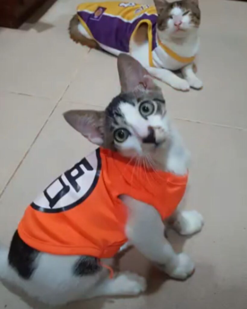 two cats in compartments