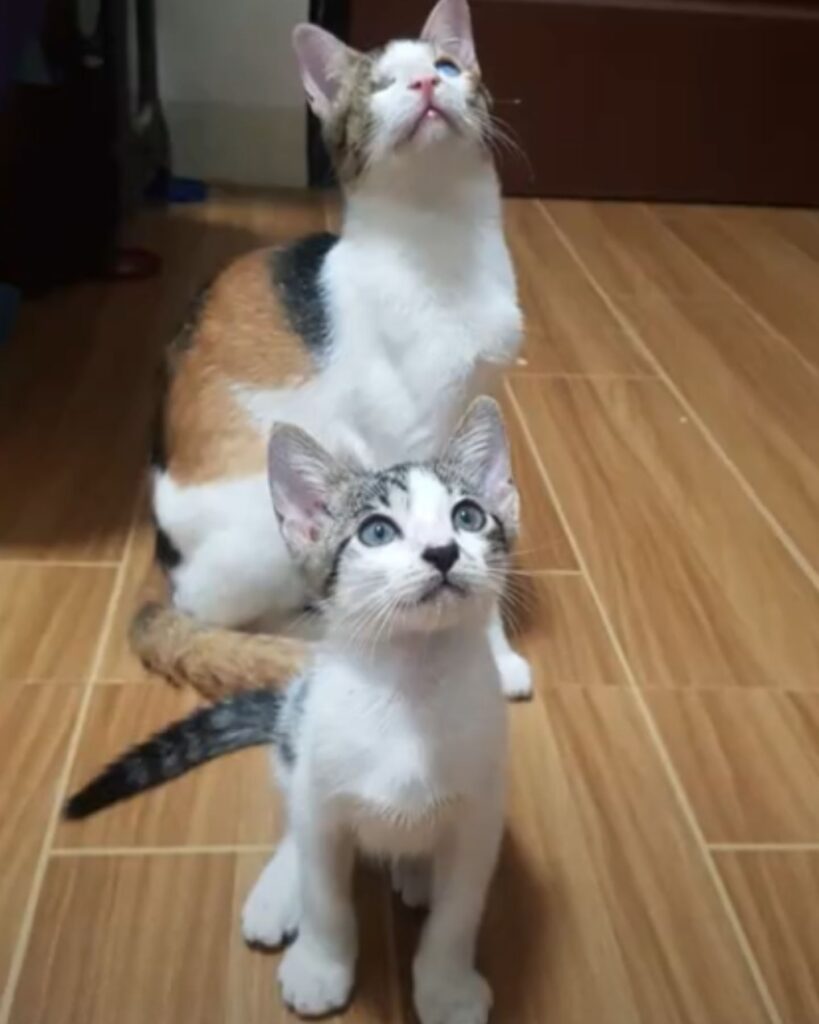 two cats on the tiles