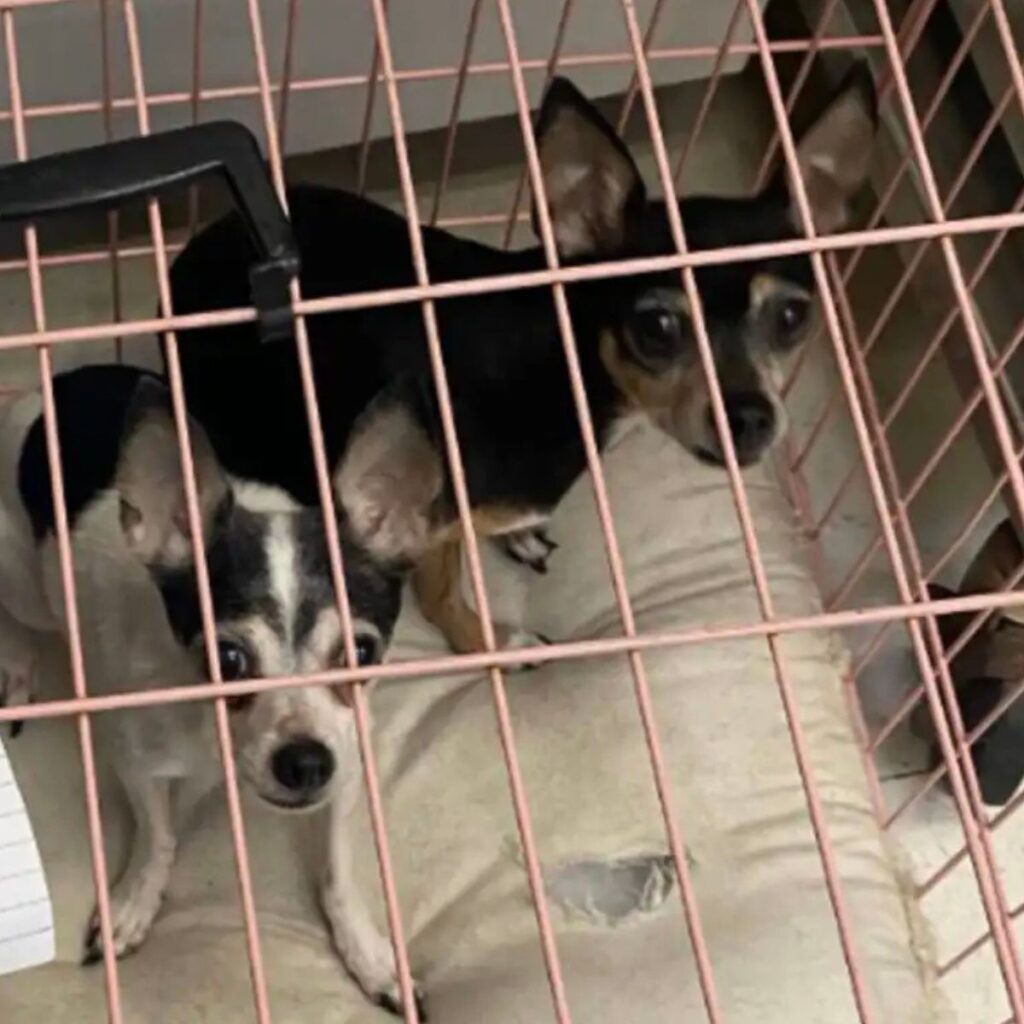 two chihuahuas in a cage