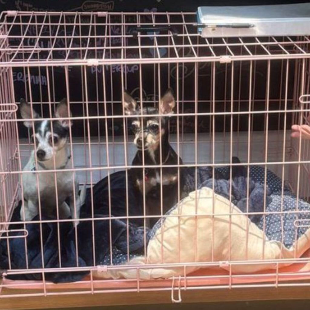two chihuahuas in a cage looking around