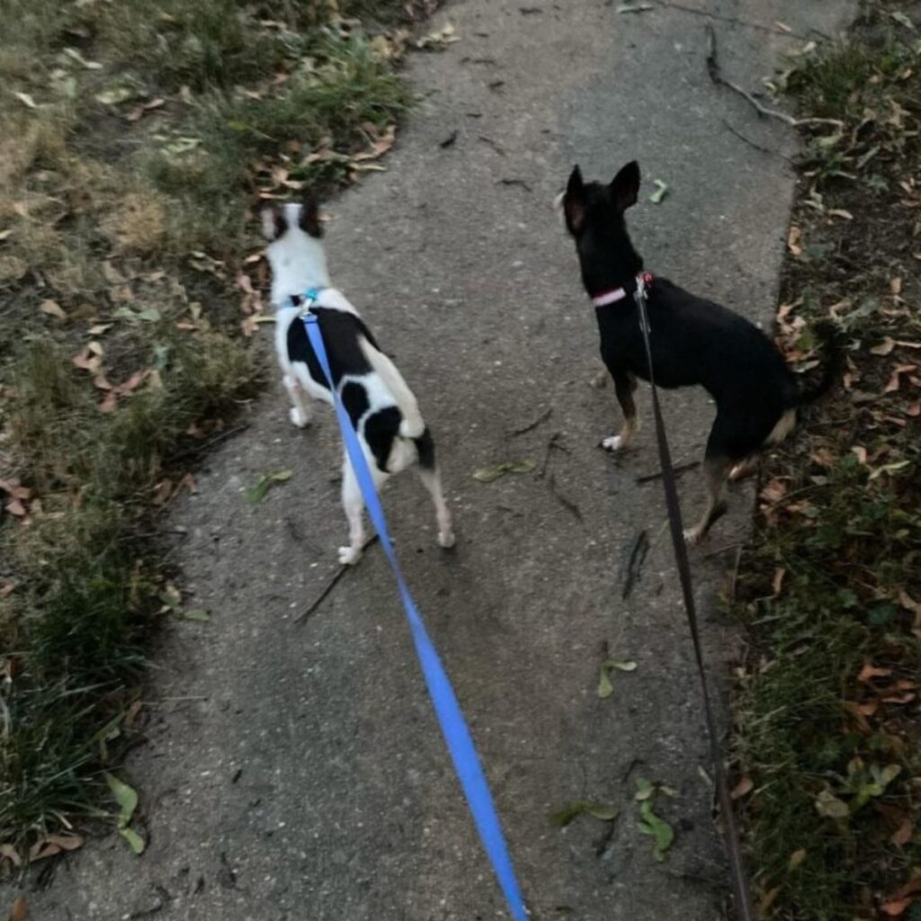 two chihuahuas on a leash