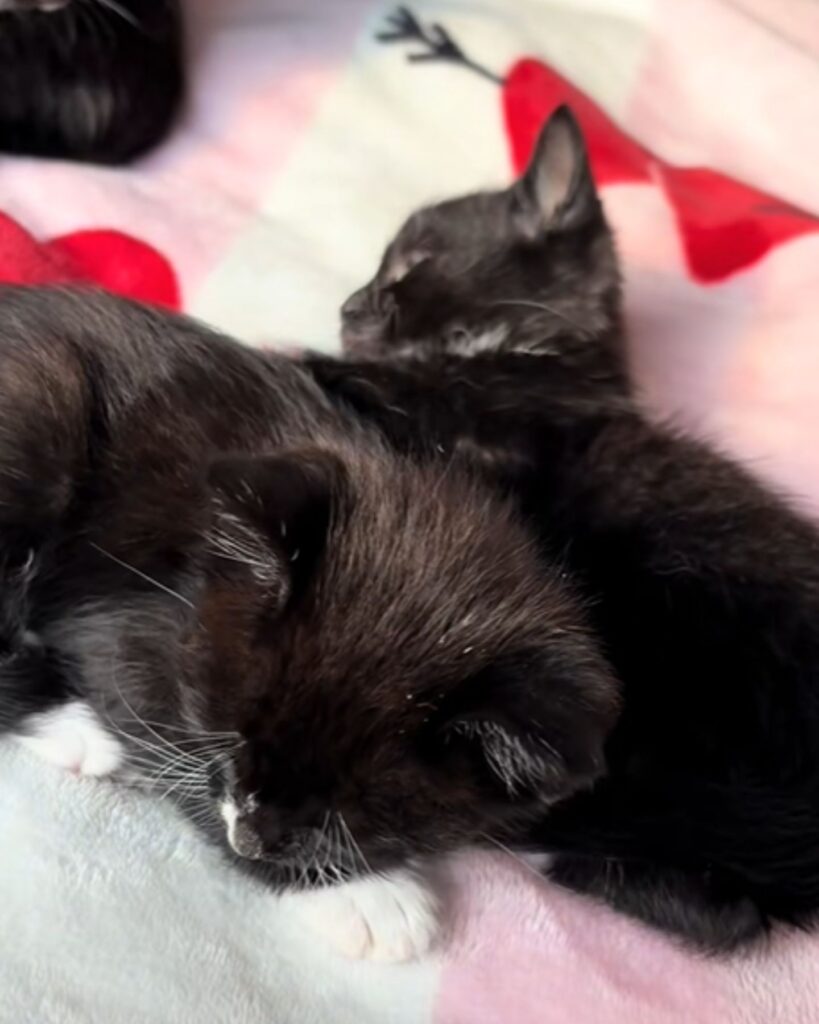 two cute kittens are sleeping