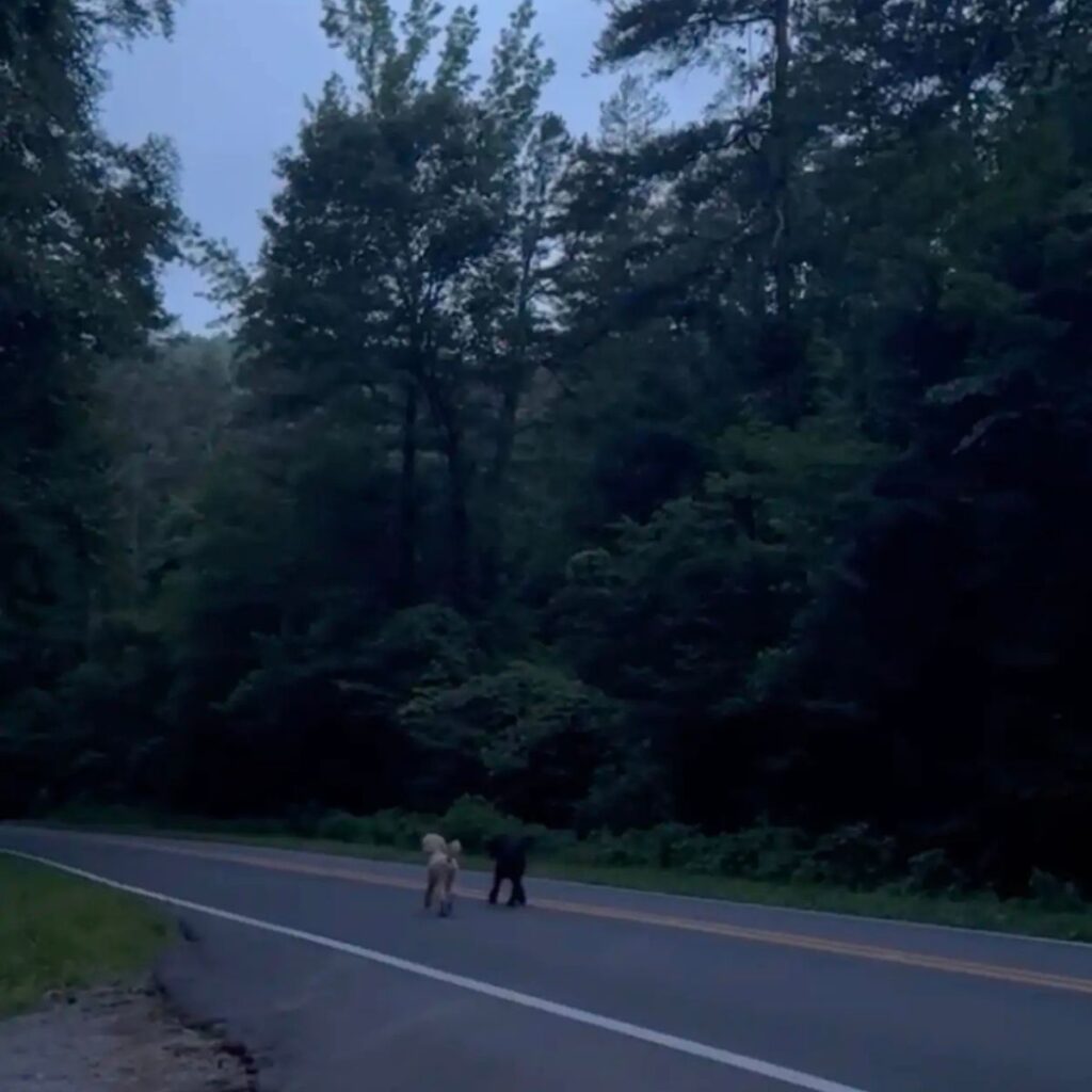 two dogs are walking along the road