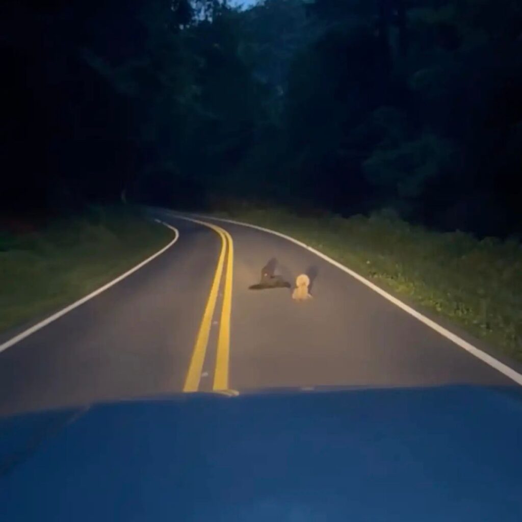 two dogs on the road lee