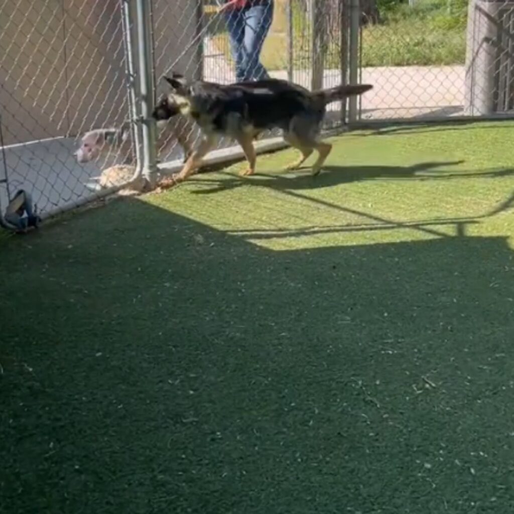 two dogs running along the fence