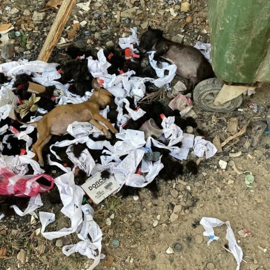 two dogs sleeping on the trash