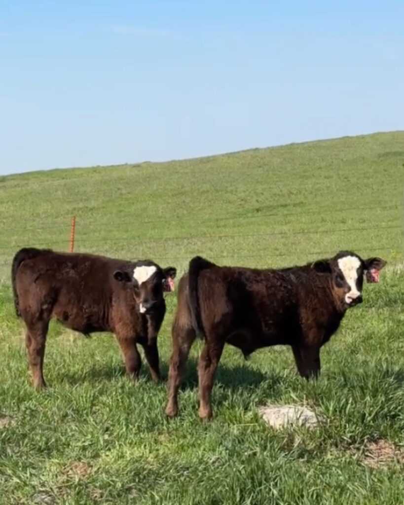 two heifers in the field
