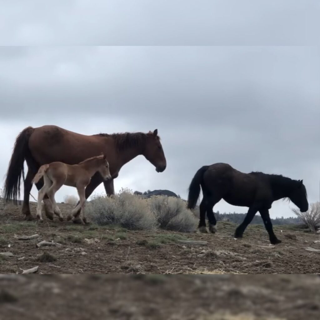 two horses and a foal