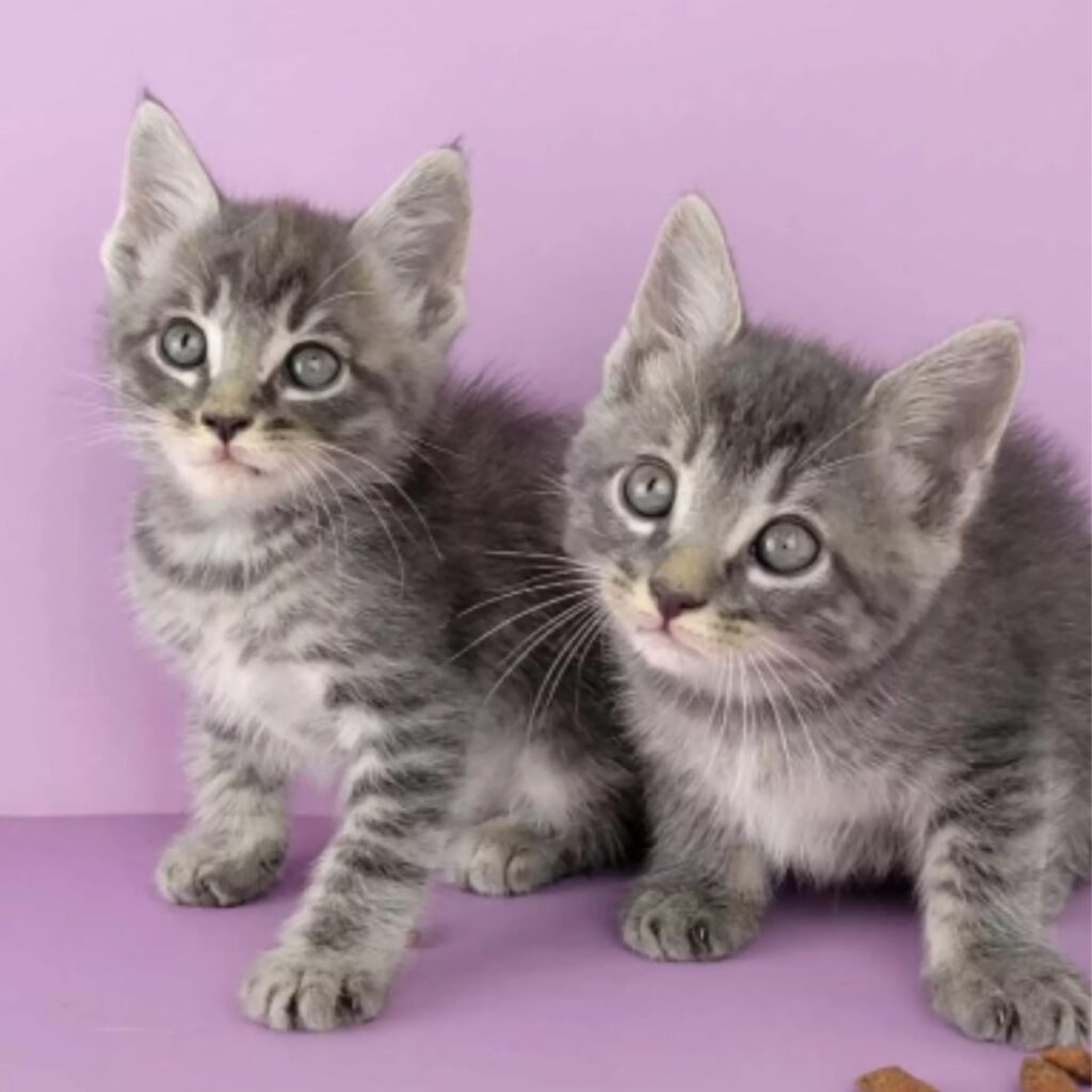 two kittens