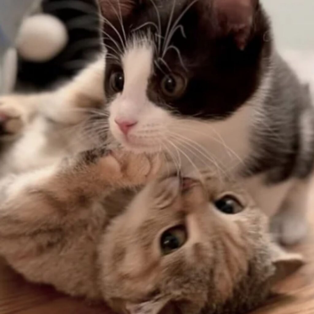 two kittens are playing