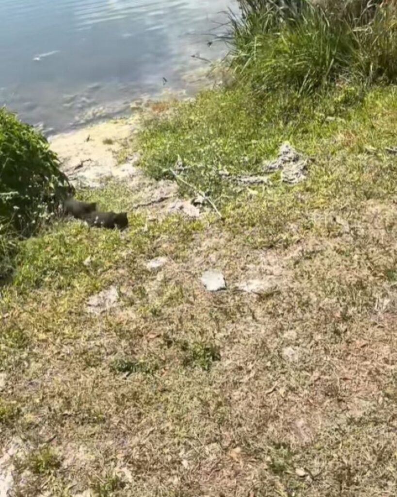 two kittens by the lake
