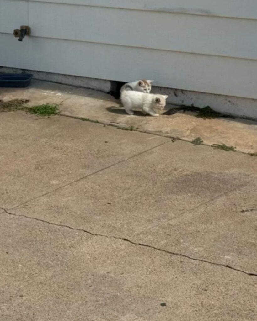 two kittens on the sidewalk