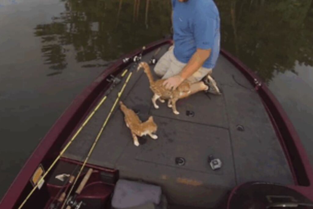 two kittens with a man on a boat