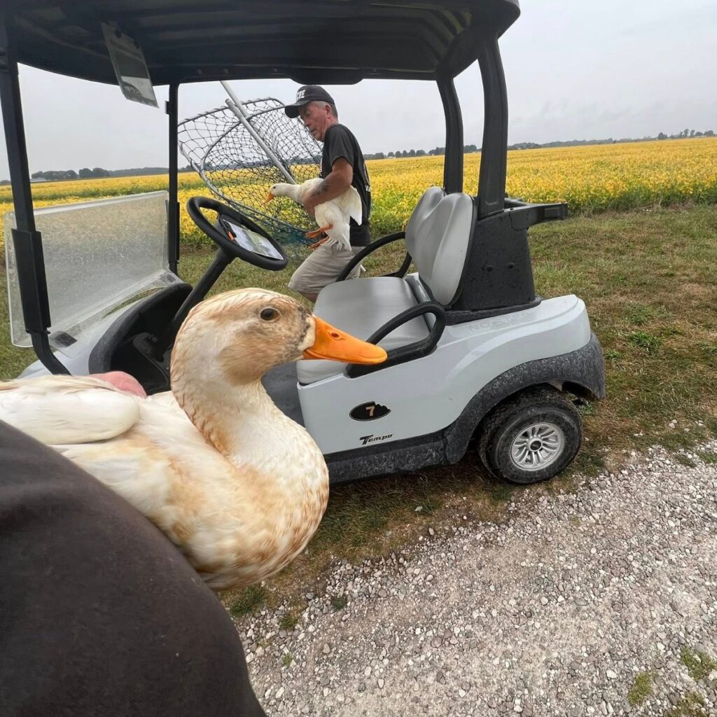 two men are carrying ducks